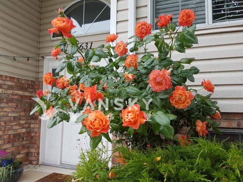 251101145924_frontyard - 01.jpg